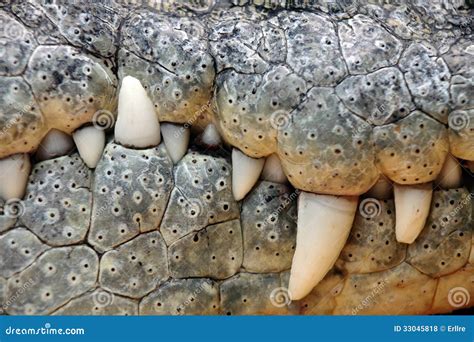 Crocodile teeth stock photo. Image of horizontal, detail - 33045818