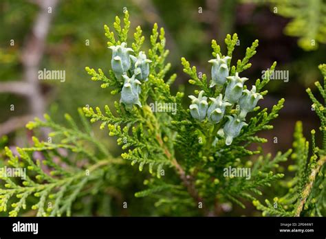 Amazing blue seeds of thuja tree Platycladus orientalis . Platycladus orientalis also known as ...