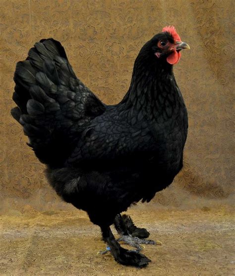 Heritage Breeds Can Be the Best Egg Laying Chickens | Laying chickens, Beautiful chickens, Best ...