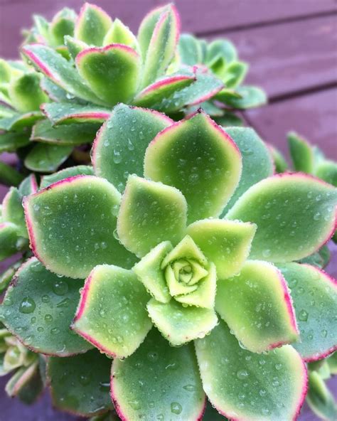 16 Most Common Types of Succulents | Types of succulents, Types of succulents plants, Jade plants