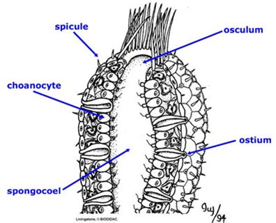 Lab 2 Phylum Porifera Sycon Sponge Flashcards | Quizlet