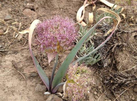 A Photo Guide to Oregon Desert Plants - Sage Clegg, Thru Hiking