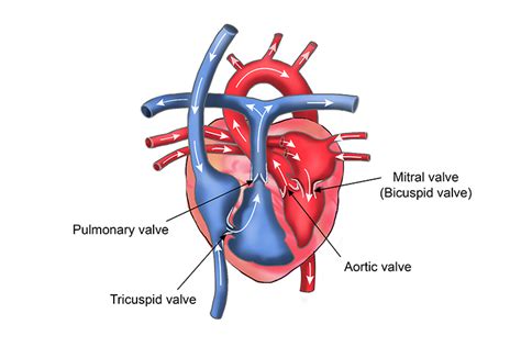 Labelled picture of hearts valve names