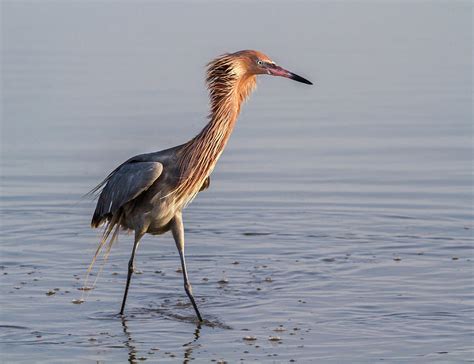 Reddish Egret In Breeding Plumage Photograph by Ivan Kuzmin - Pixels