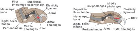 Anatomy structure of cat claws: (a) retract claw and (b) protract claw ...