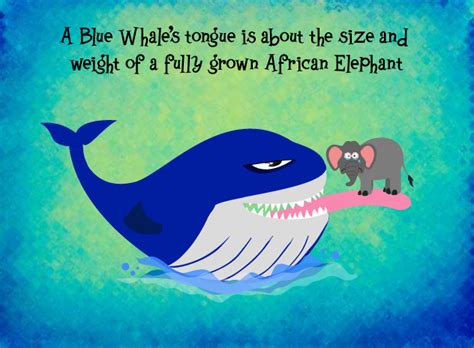 Blue Whale Compared To Elephant