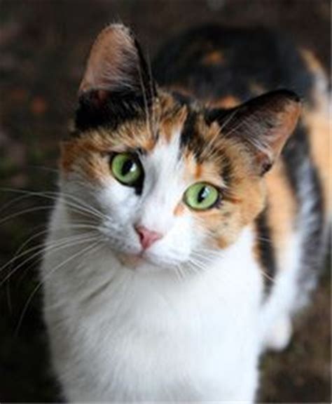 calico cat breed name - Terisa Lind