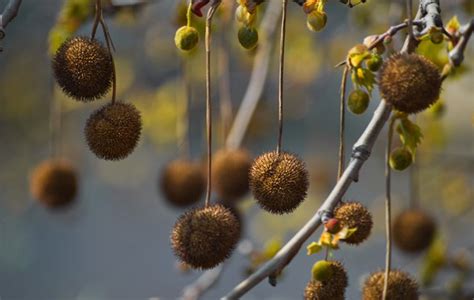 Sycamore Tree Identification and Care