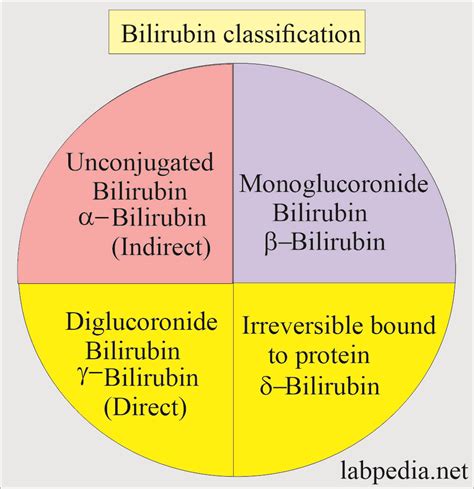 Normal Bilirubin Levels In Adults