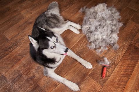 7 Home Remedies for Dog Shedding (Guide) | Canine Weekly