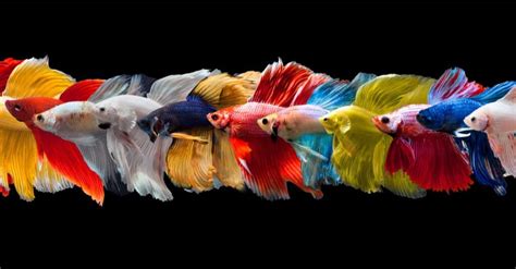 Betta Fish Lifespan: How Long Do Siamese Fighting Fish Live? - IMP WORLD