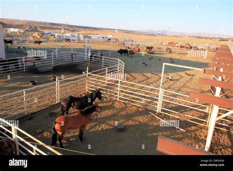 Cody Nite rodeo, Cody, Wyoming, USA Stock Photo - Alamy