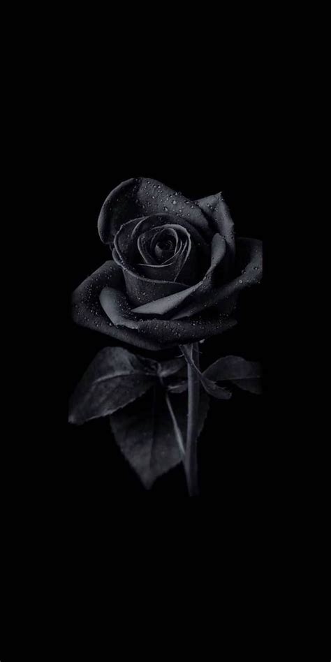 Dark Roses Aesthetic on Dog, mawar estetika hitam wallpaper ponsel HD | Pxfuel