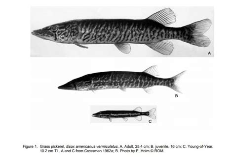 How Big Do Grass Pickerel Get? – Northern Pike Fishing Tips