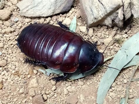 Giant Burrowing Cockroach — THE INSECTORY