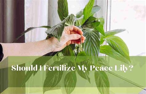 Should I Fertilize My Peace Lily? - Perfect Peace Lily