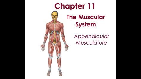 Appendicular Muscles Labeling