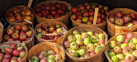 Fruit Tree Pruning at Its Best: Pesticides: Now You Know!