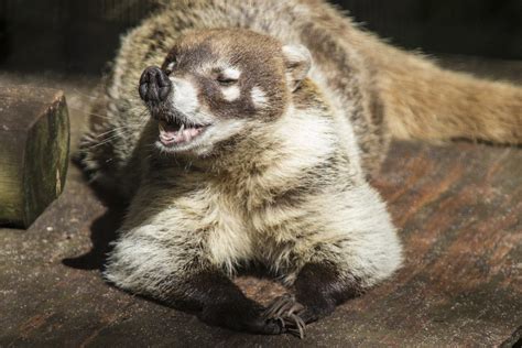 Coatimundi Teeth