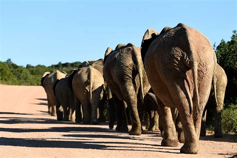 Addo Elephant National Park