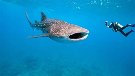 Biggest Fish Ever Recorded - American Oceans