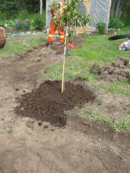 How to Plant Fruit Trees - Tips for Properly Planting Fruit Trees