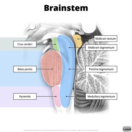 Quadrigeminal Cistern Anatomy