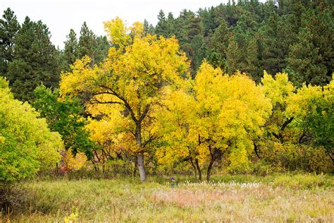 Custer State Park, South Dakota on Behance