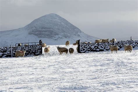 Irish Papist: The Storehouses of the Snow