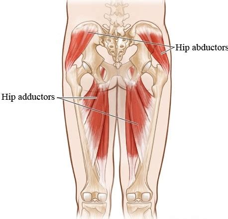 The Knee-Hip Connection: Muscles and movement