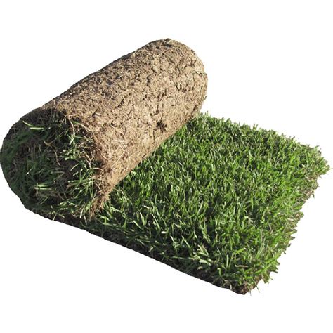 Buy MABES WAREHOUSE Emerald Zoysia 1/8 lb - Zoysia Emerald Grass ...