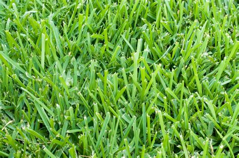 st augustine grass lawn - Clark's Pest