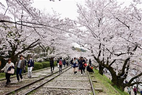 Best Sakura Spots in Kyoto, Japan / E-lyn Tham