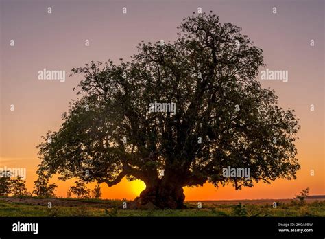 The Ombu tree planted in the field at sunset in Corrientes, Argentina Stock Photo - Alamy