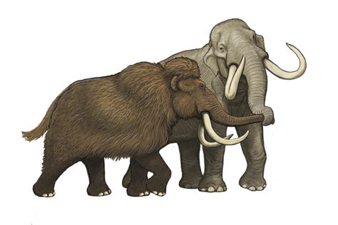 Complete Columbian mammoth mitogenome suggests interbreeding with woolly mammoths — McMaster ...