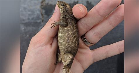 Meet The Curly Tail Lizard That Will Eat Almost Anything