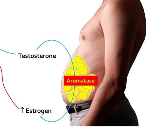 Estrogen In Men