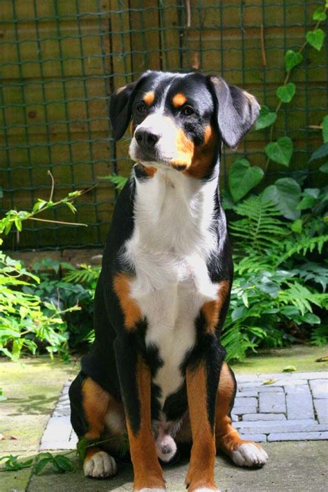 Entlebucher Mountain Dog or Entlebucher Sennenhund -- could this be the ...