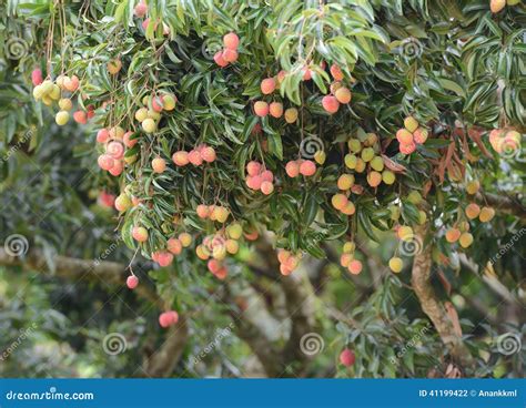 Fresh Lichi On Tree Stock Photography | CartoonDealer.com #41199422