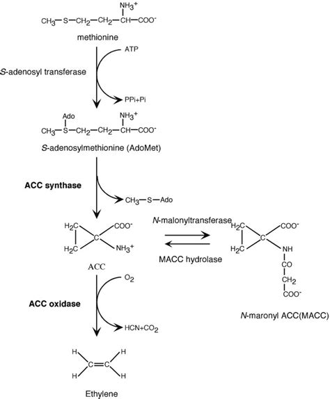 Ethylene biosynthesis in higher plants. | Download Scientific Diagram