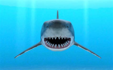 Great White Shark Front View Stock Photos, Pictures & Royalty-Free Images - iStock