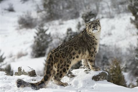 Snow leopard in the Himalaya | andbeyond | Snow leopard, Wild cat species, Wild cats