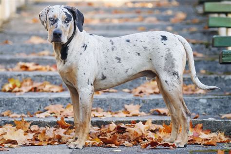 How To Train Catahoula Leopard Dog