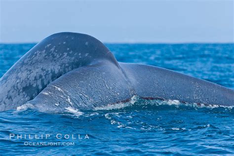 Blue whale, raising fluke prior to diving for food, Balaenoptera musculus photo, San Diego ...