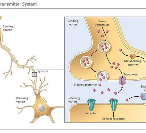 Difference Between Hormones and Neurotransmitters | Definition ...