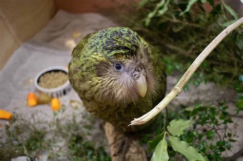 50 Kooky Kakapo Facts: The Only Flightless Parrot | Facts.net