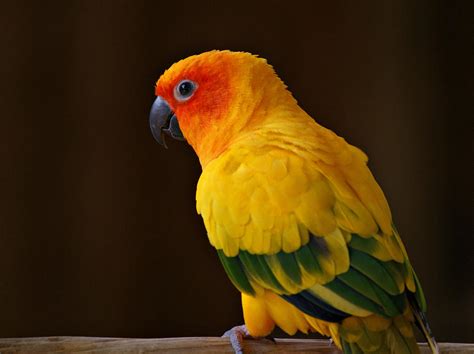 Sun Conure Parrot Photograph by Sandy Keeton