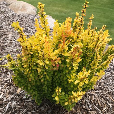 Golden Rocket Barberry, Berberis Thunbergii 'Golden Rocket', 55% OFF