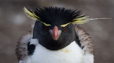 Endangered Penguins In Antarctica - Aurora Expeditions™