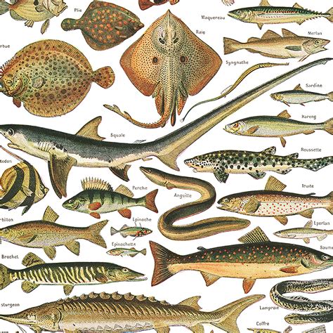 Large fish poster. Vintage style fish chart for kitchen decor. | Etsy